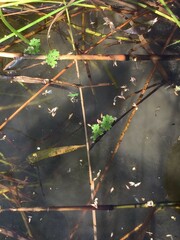 Azolla
