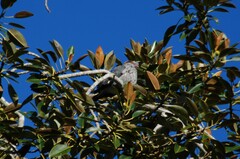 Lopholaimus antarcticus