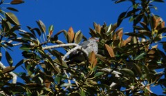 Lopholaimus antarcticus