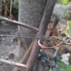 Pseudagrion rubriceps