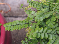 Adiantum flabellulatum