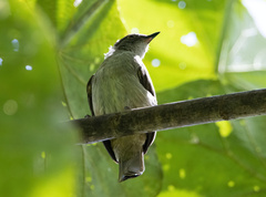 Rubigula erythropthalmos