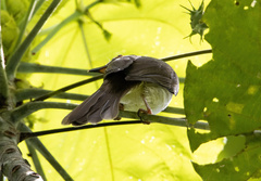 Rubigula erythropthalmos