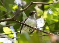 Rubigula erythropthalmos