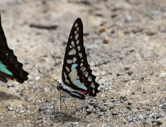 Graphium evemon