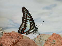 Graphium evemon