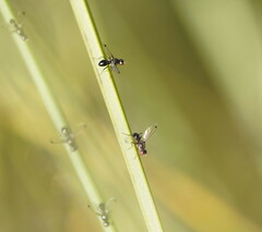 Parapalaeosepsis plebeia