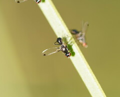 Parapalaeosepsis plebeia