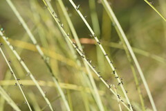 Parapalaeosepsis plebeia