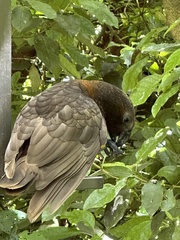 Nestor meridionalis septentrionalis