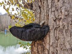 Inonotus hispidus