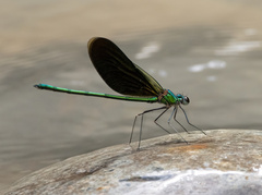 Neurobasis chinensis