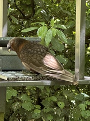 Nestor meridionalis septentrionalis