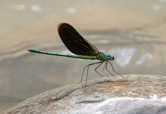 Neurobasis chinensis