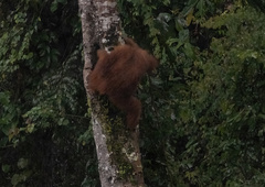 Pongo abelii