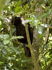 Nestor meridionalis septentrionalis