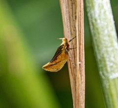 Hybroma servulella