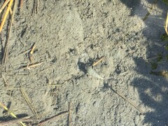 Thiaridae