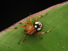 Bijoaraneus
