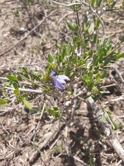 Salvia chamelaeagnea
