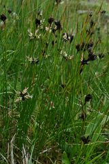 Juncus jacquinii