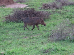 Phacochoerus africanus massaicus