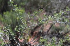 Wiborgia tenuifolia
