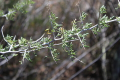 Wiborgia tenuifolia
