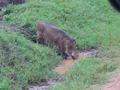 Phacochoerus africanus massaicus