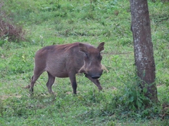 Phacochoerus africanus massaicus