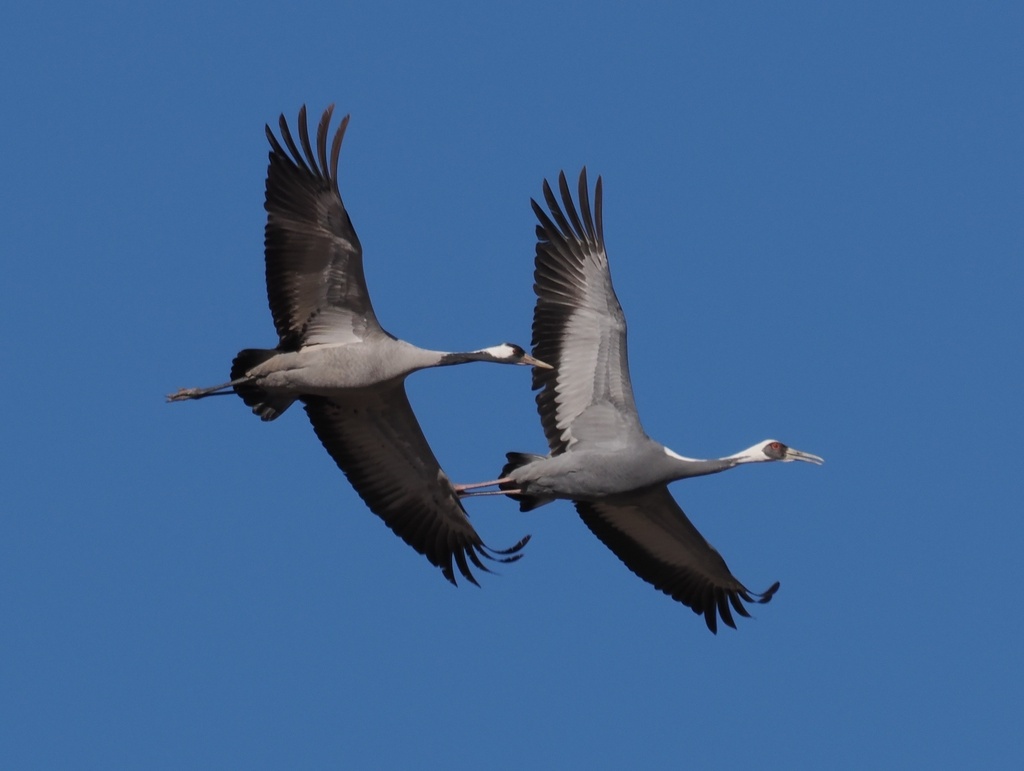 White-naped Crane in December 2022 by 茶棚 · iNaturalist