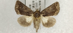 Mosara apicalis