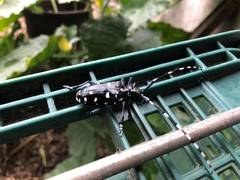 Anoplophora macularia
