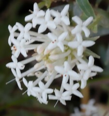 Pimelea treyvaudii