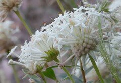 Pimelea treyvaudii
