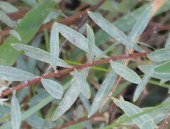Pimelea treyvaudii