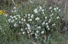 Pimelea treyvaudii