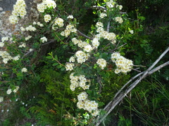 Spiraea lasiocarpa