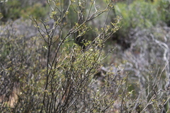 Montinia caryophyllacea