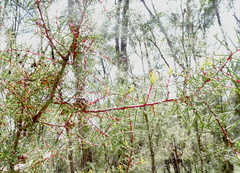 Hakea sericea
