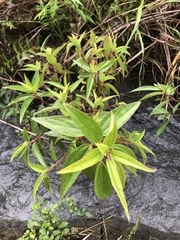 Boehmeria densiflora