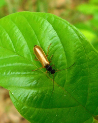 Rhagonycha lignosa