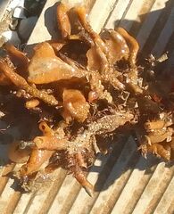 Schizoporella errata