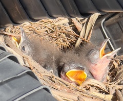 Colluricincla harmonica