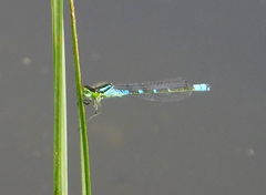 Coenagrion lunulatum