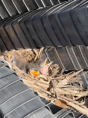 Colluricincla harmonica