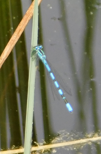 Spearhead bluet, Noord-Brabant, NL, photo 7 of 10