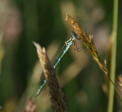 Austrolestes cingulatus