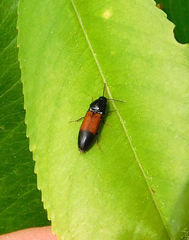 Ampedus balteatus
