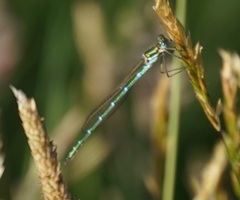 Austrolestes cingulatus